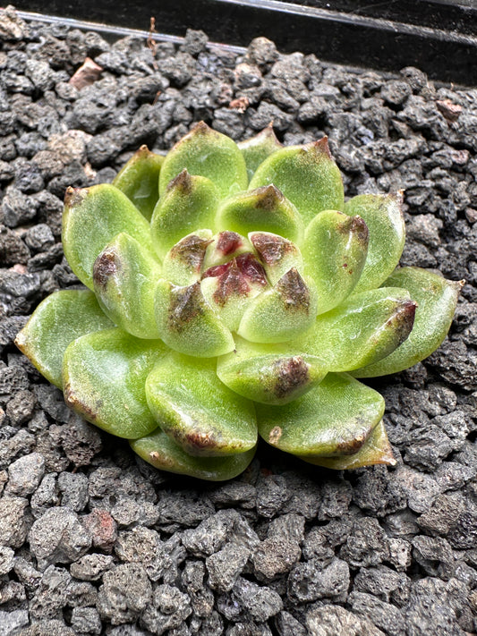 Echeveria 'Dragon Claw'
