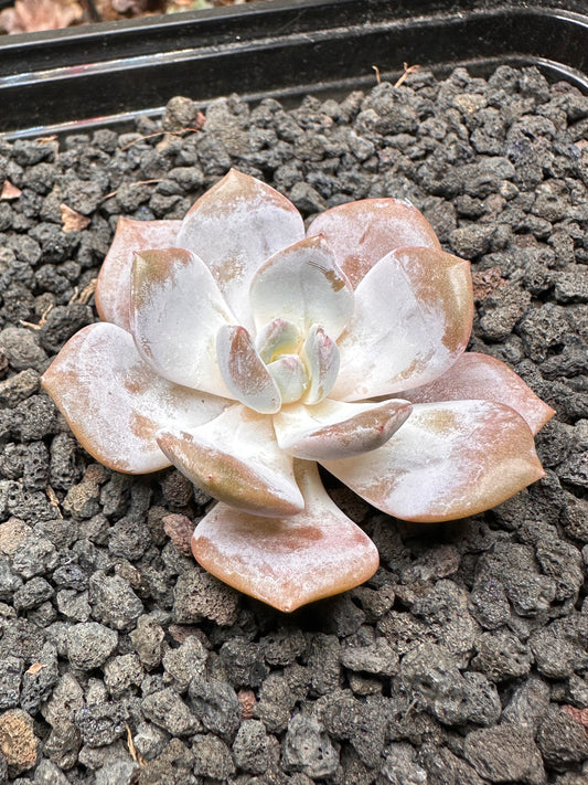 Echeveria laui hyb