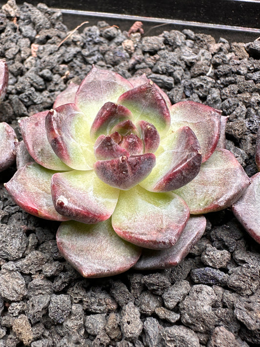 Echeveria 'Tungsten'