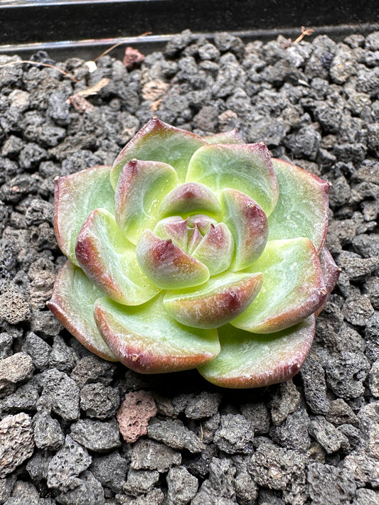 Echeveria ‘Ice Blue Jelly'