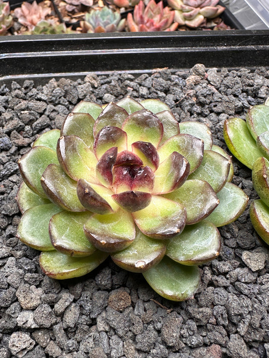 Echeveria 'Red Mars'