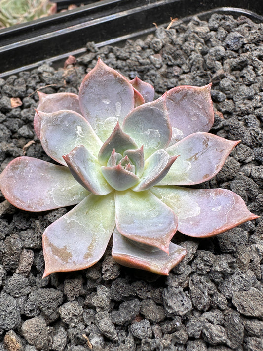 Echeveria 'La Fuma'