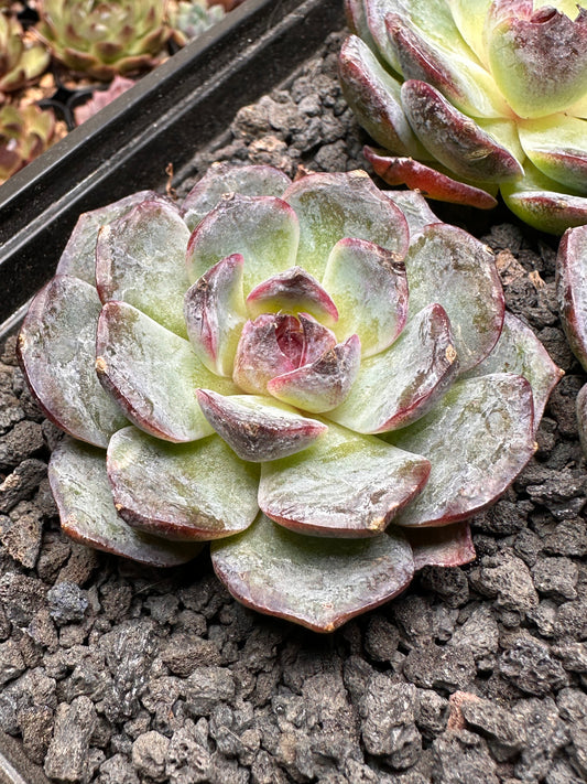 Echeveria 'Violet Pearl'