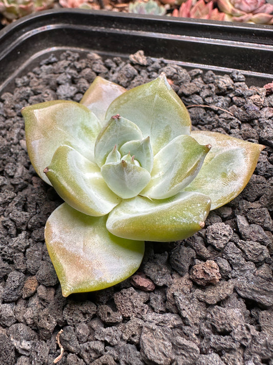 Echeveria 'White Dragon'