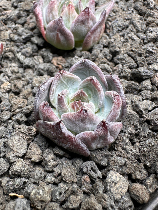 Echeveria 'Black Sabbath'