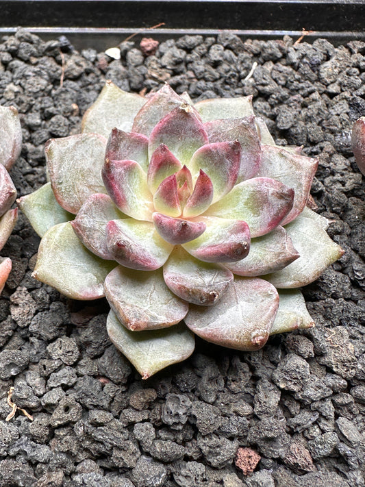 Echeveria 'Purple Ocean'