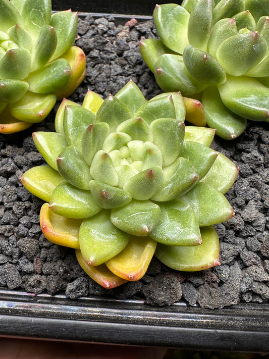 Echeveria 'Bubble Tea'