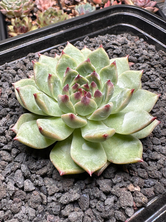 Echeveria 'Ballade'