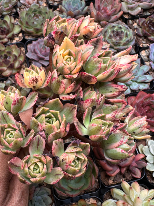 Aeonium 'Bronze Medal' f. var