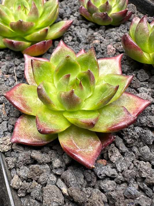 Echeveria 'Rubin Star'