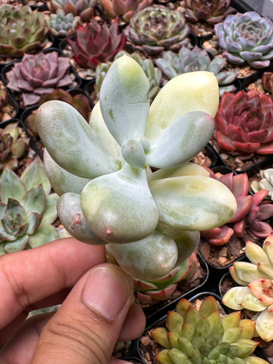 Pachyphytum oviferum f. var