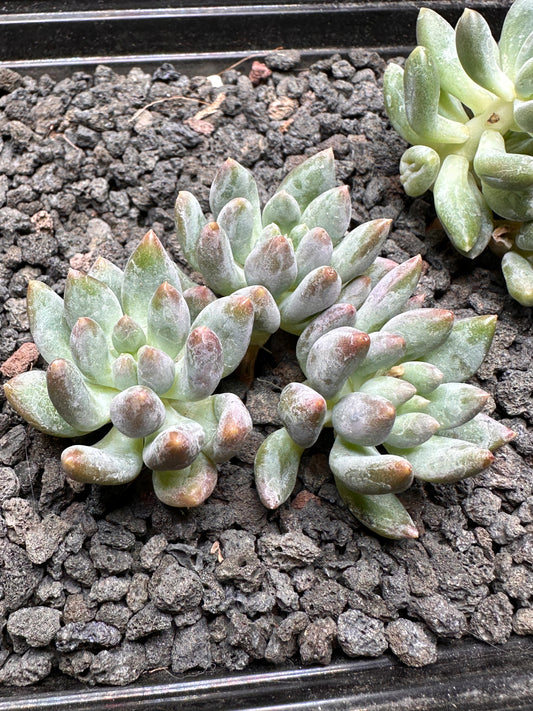 Pachyphytum 'Love Beauty'