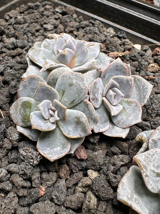 Echeveria ‘Crispy Bella'