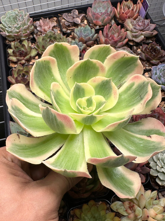 Aeonium 'Pink Witch'