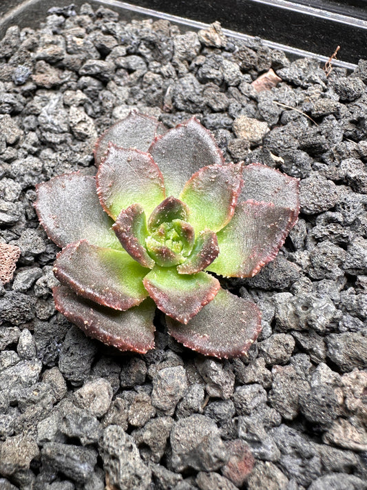 Echeveria 'Black Star' f. monstrosa
