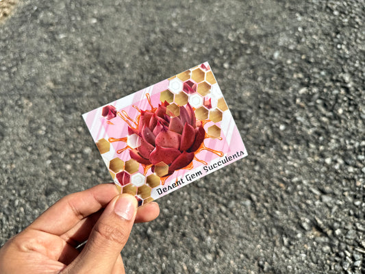 Echeveria ‘Honey Pink’ sticker
